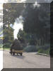 foden 6